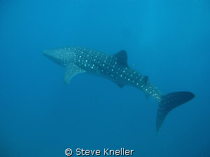 Whale Shark beautiful condition very curious and interact... by Steve Kneller 